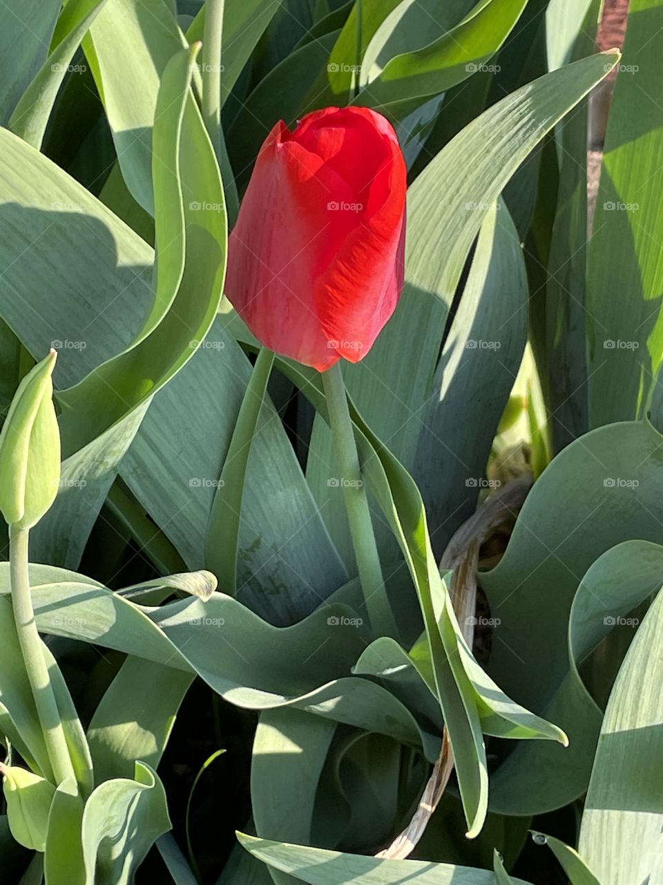 Red Tulip