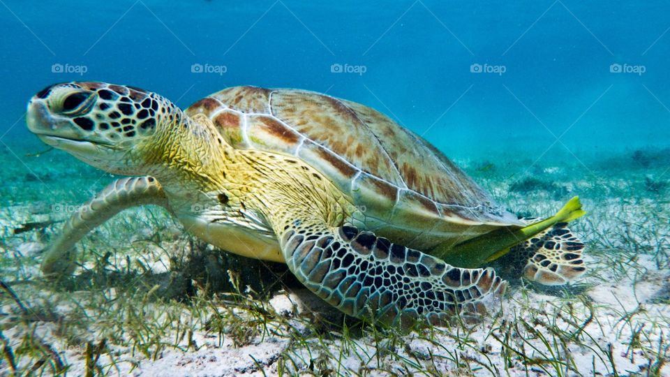 Cayman Turtle eating on the sea grass