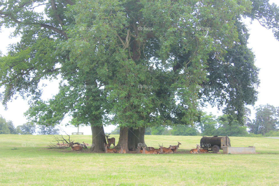 Flock of deers resting under a big tree.