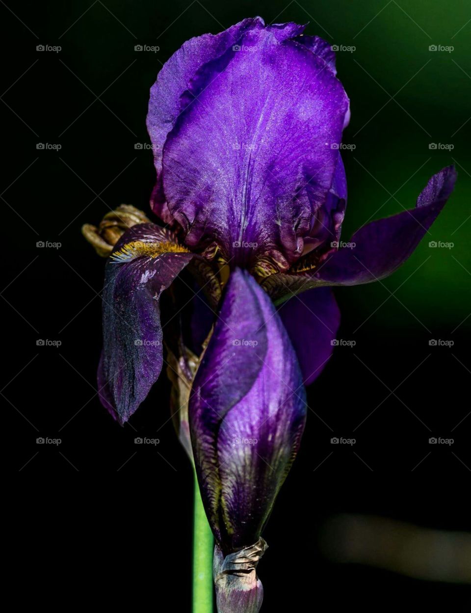 Dark purple iris bloom