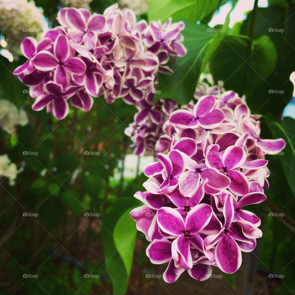 Lilacs 💕