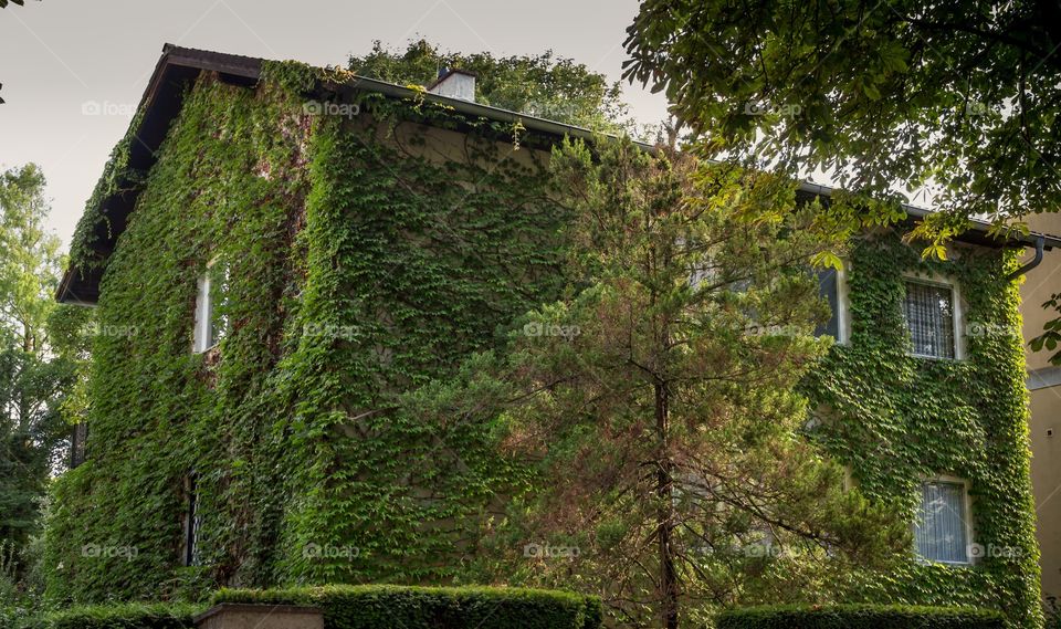 House covered in leaves 