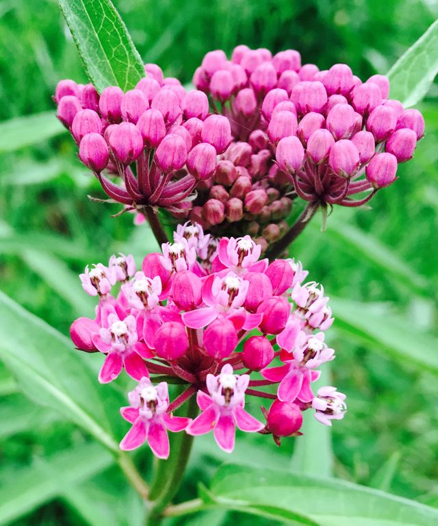 Milk Weeds Blossom 