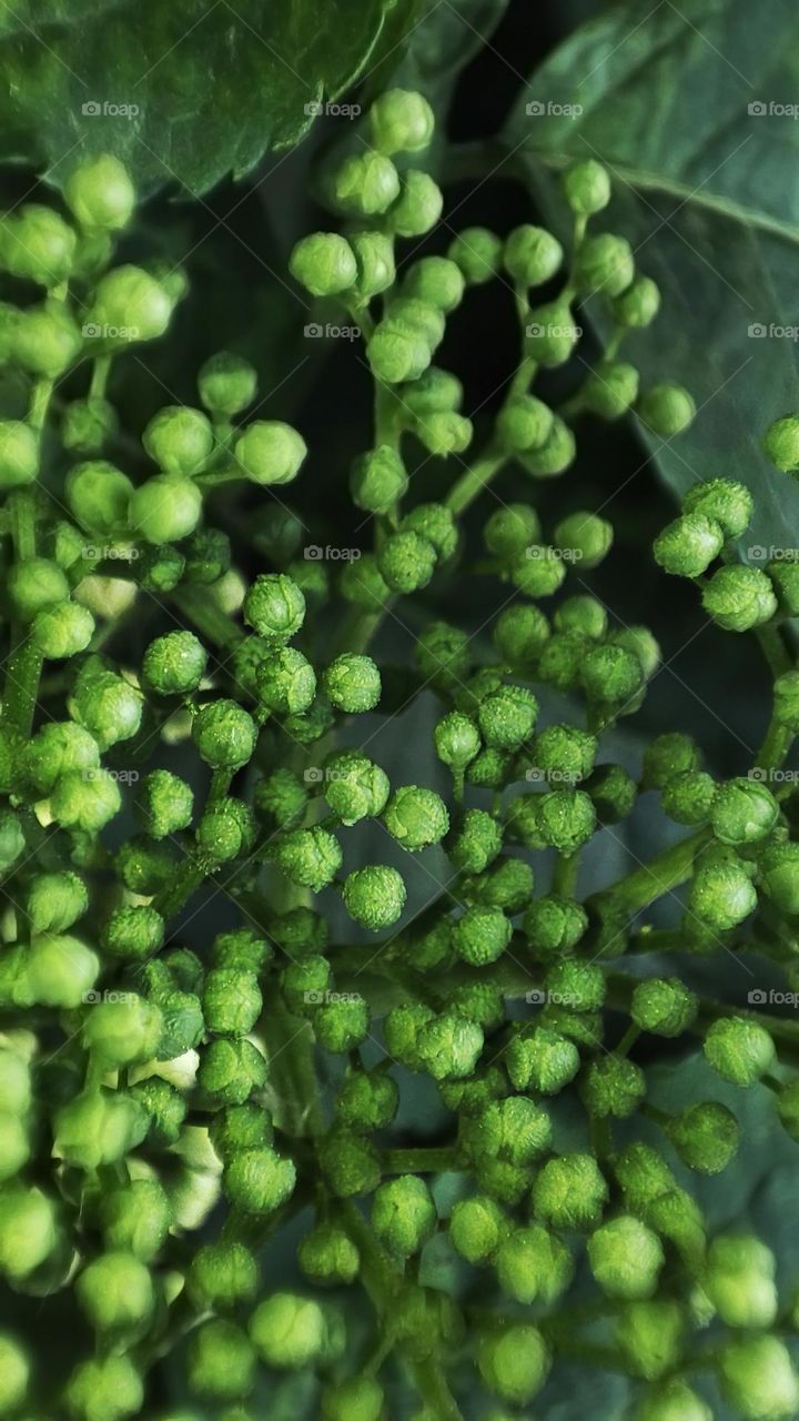 Macro photo of green grass growing in the garden