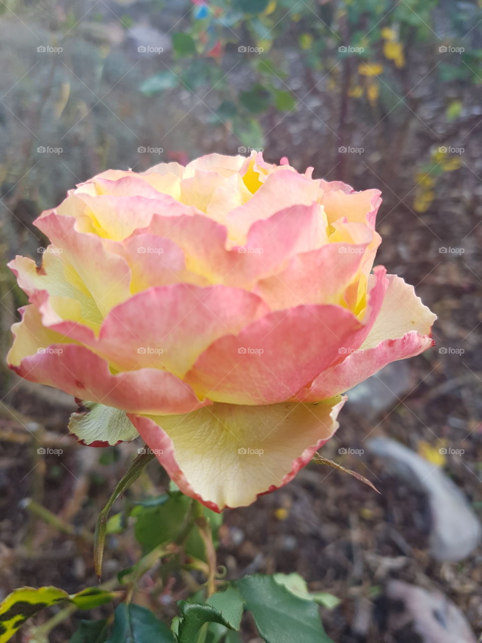 Rare rose