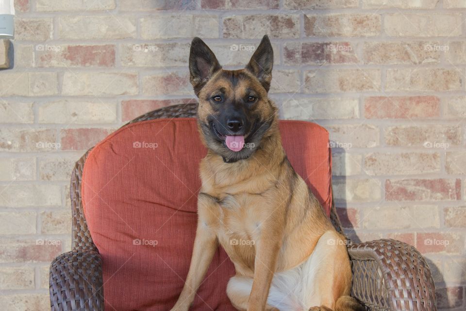 Kelpie puppy on chair at home