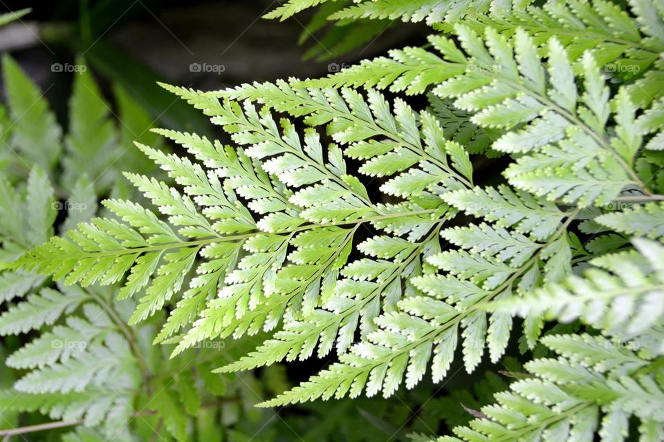 High angle view of fern