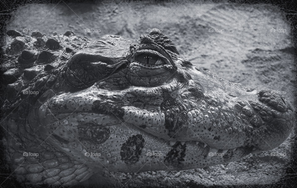 Black and white image of the profile of a caiman, focusing on eye and teeth