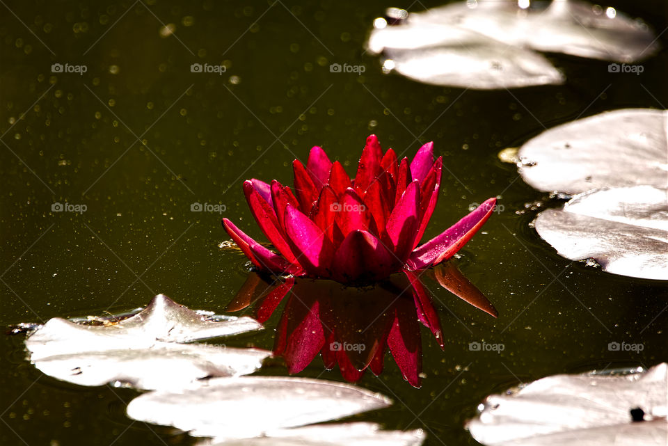 Rote Seerose