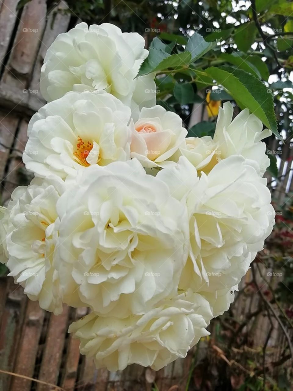 se real en todo lo que haces , en todo lo que enfocas... se real como una rosa