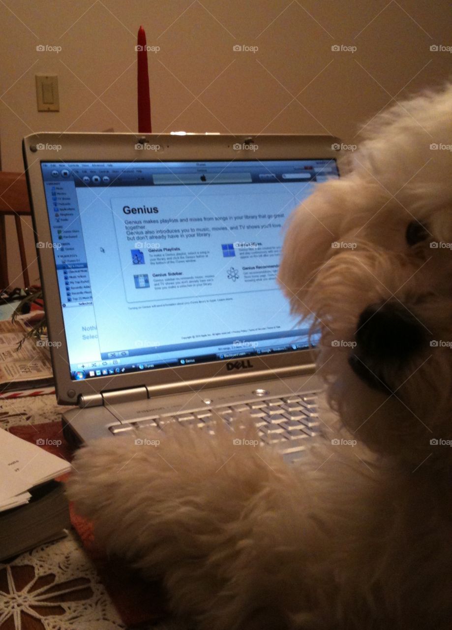 Genius Dog. Cooper can't resist a laptop