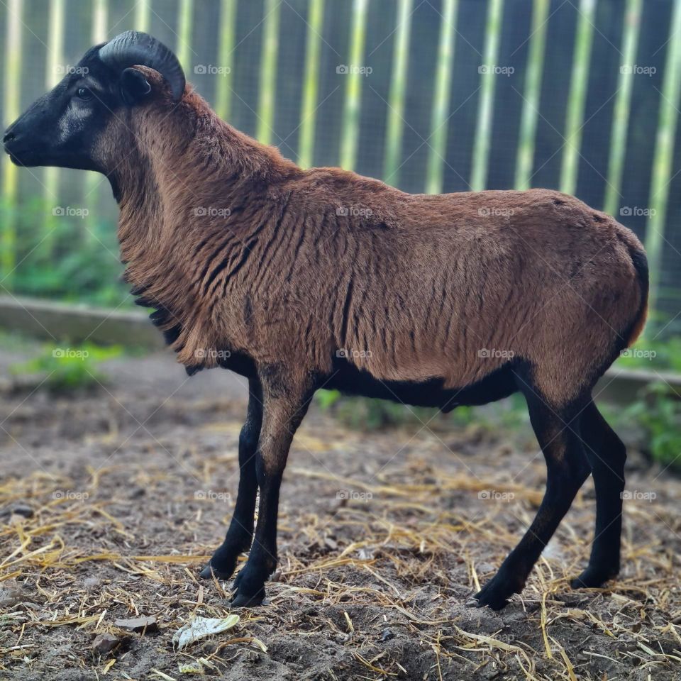 Majestic Ram in a Peaceful Enclosure