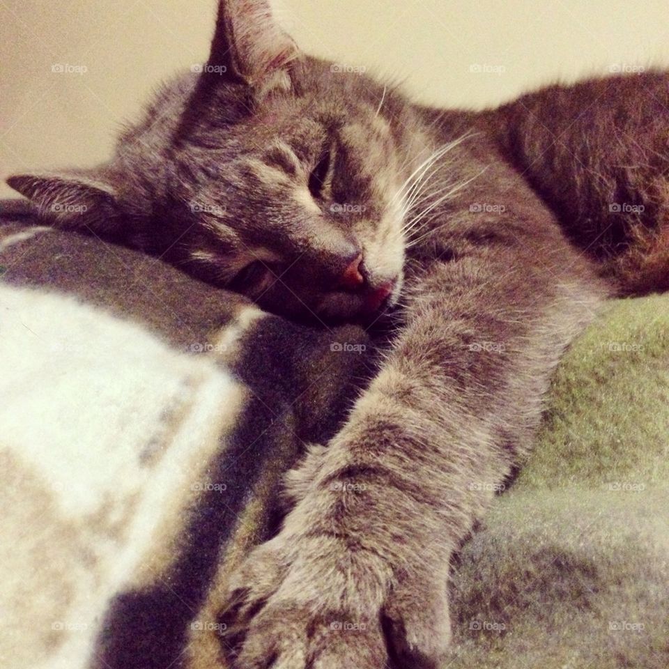 It's a Cats Life :-)