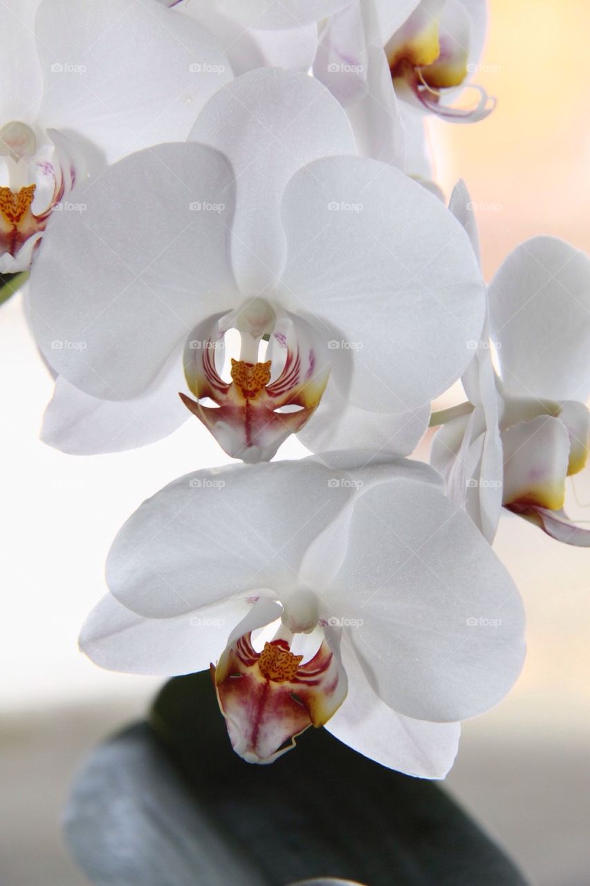 Orchids