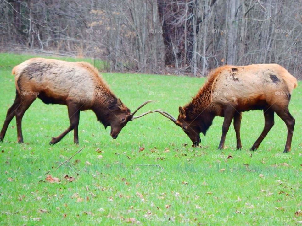Bulk Elk battle. 