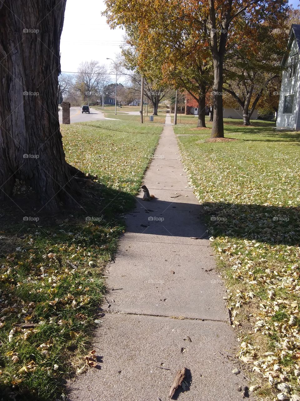 Squirrel Way Home