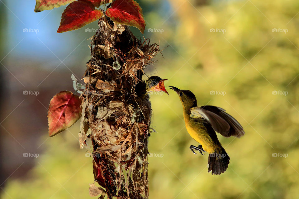 bird feeding her baby in nest.