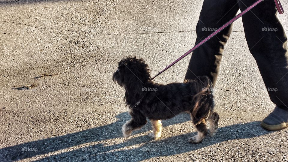 Cute Dog Prancing Along