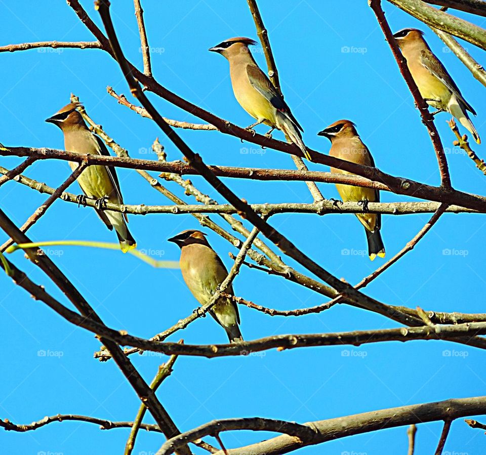 Birds-Cedar Waxwing