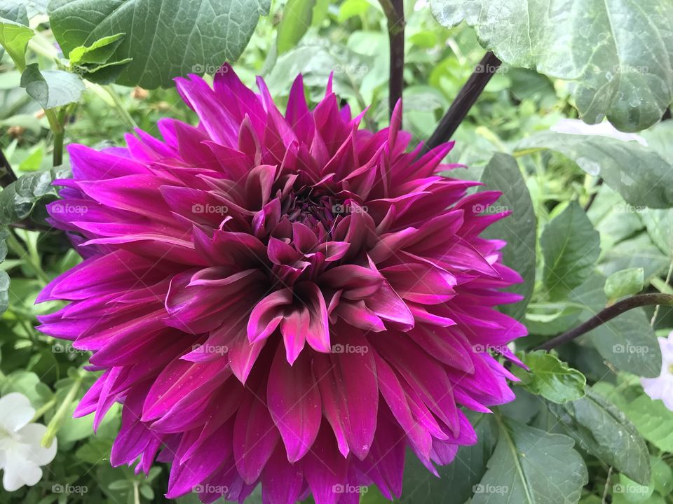 This is a beautiful, purple Dahlia in her full bloom, and her green leaves are above her gorgeous petals.
