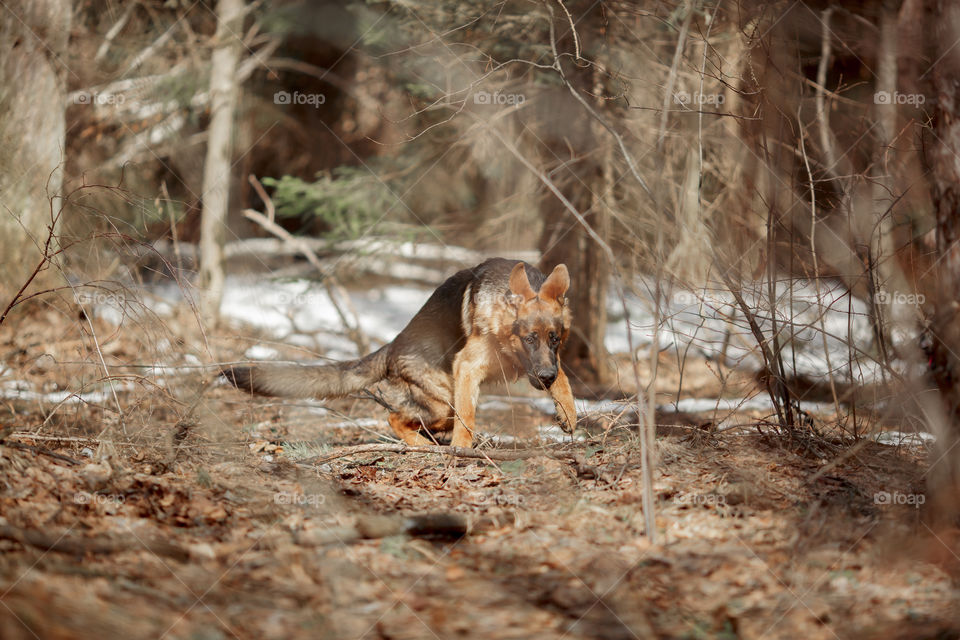 German shepherd 7-th months old puppy in a spring forest at sunny day