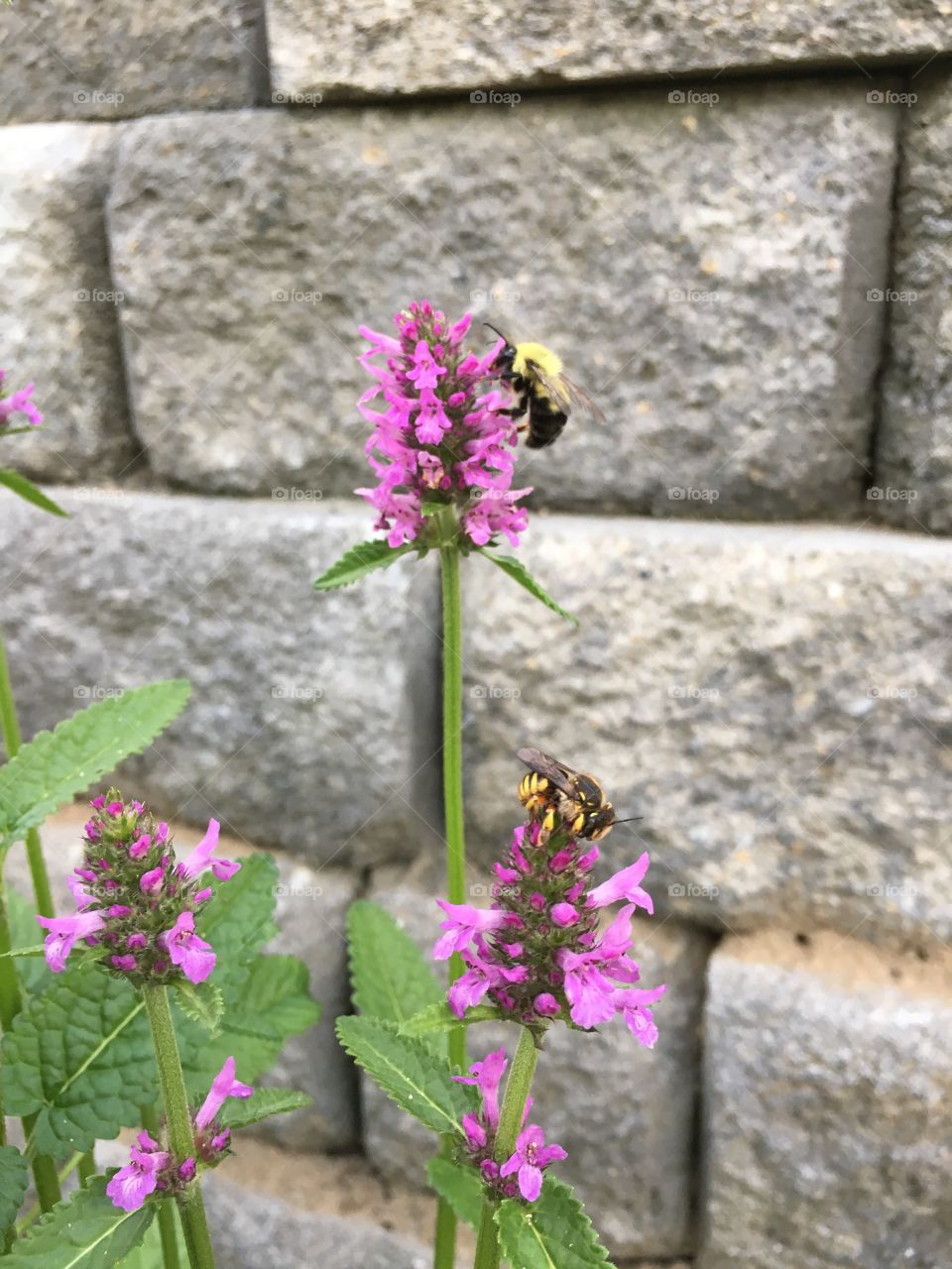 Bumblebee in action