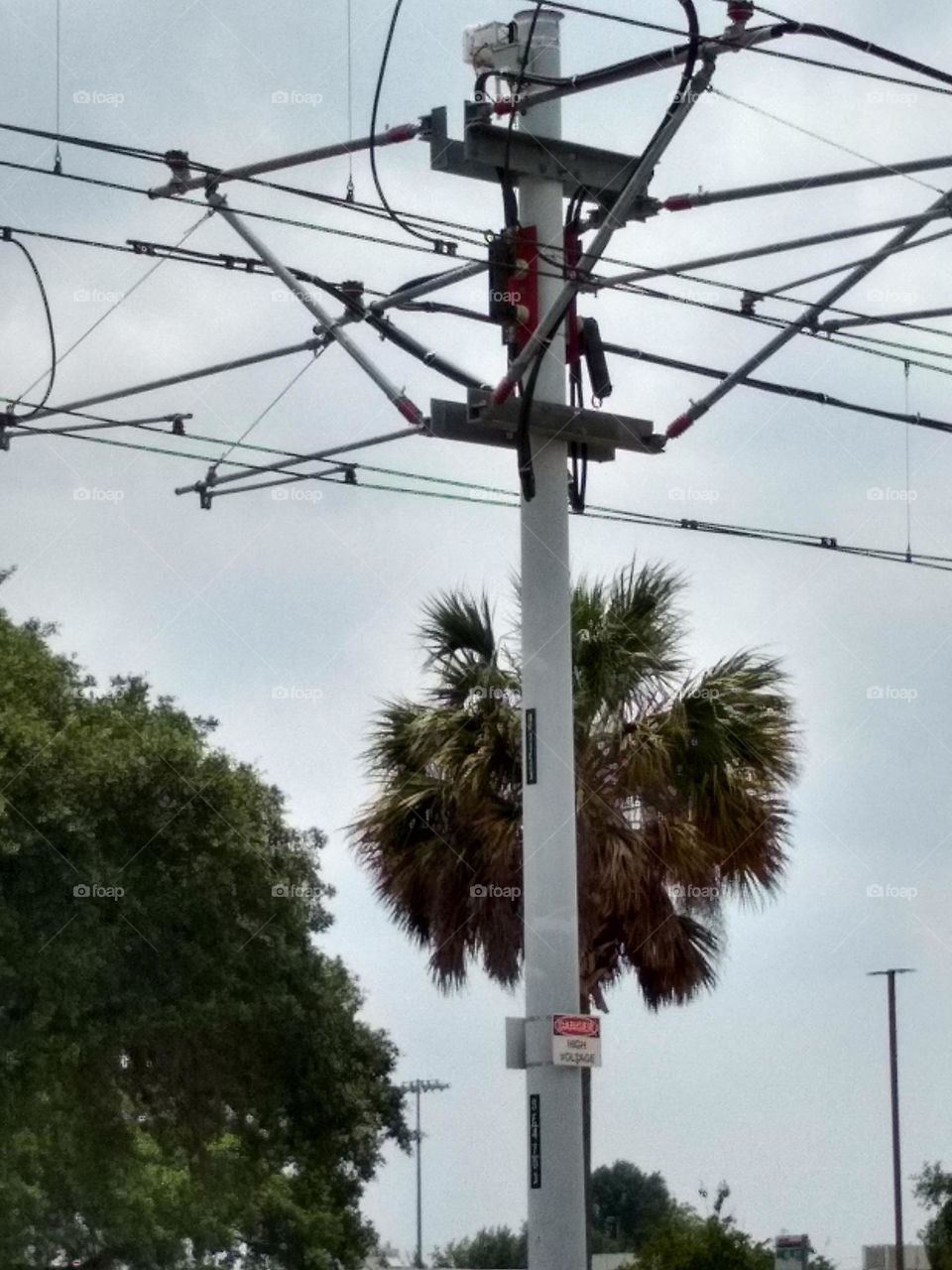 A palm 🌴 tree behind a high voltage electrical rail pole, next to another 🌲 tree.