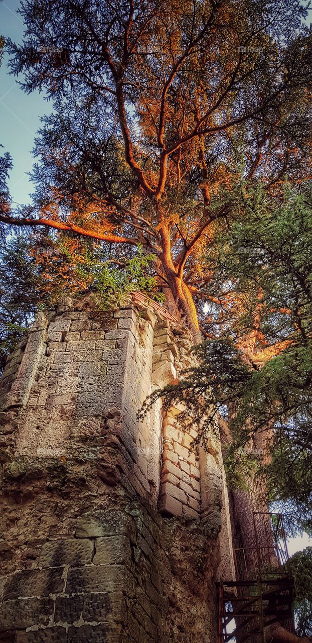 Derelict tower and tree in the grounds of chateau Allemans-du-Dropt