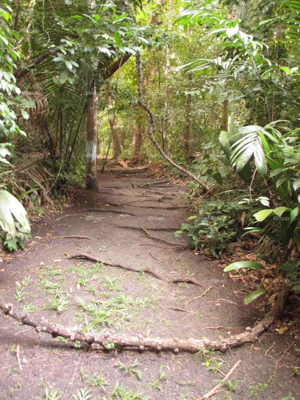 Mid jungle walks in Belize 