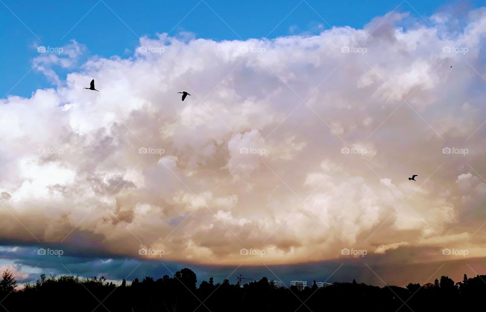 Black storks flying through a cloudy sky at sunset