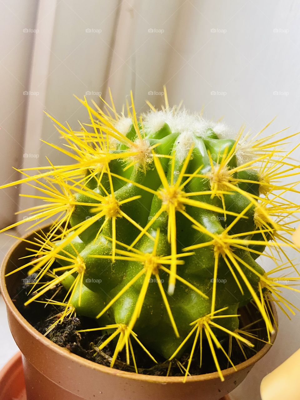 Who doesn’t love a cactus? 🌵