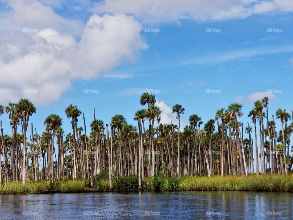 Decapitated Palms..Destroyed from a Hurricane