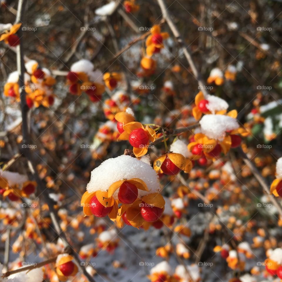 Snow on Bittersweet