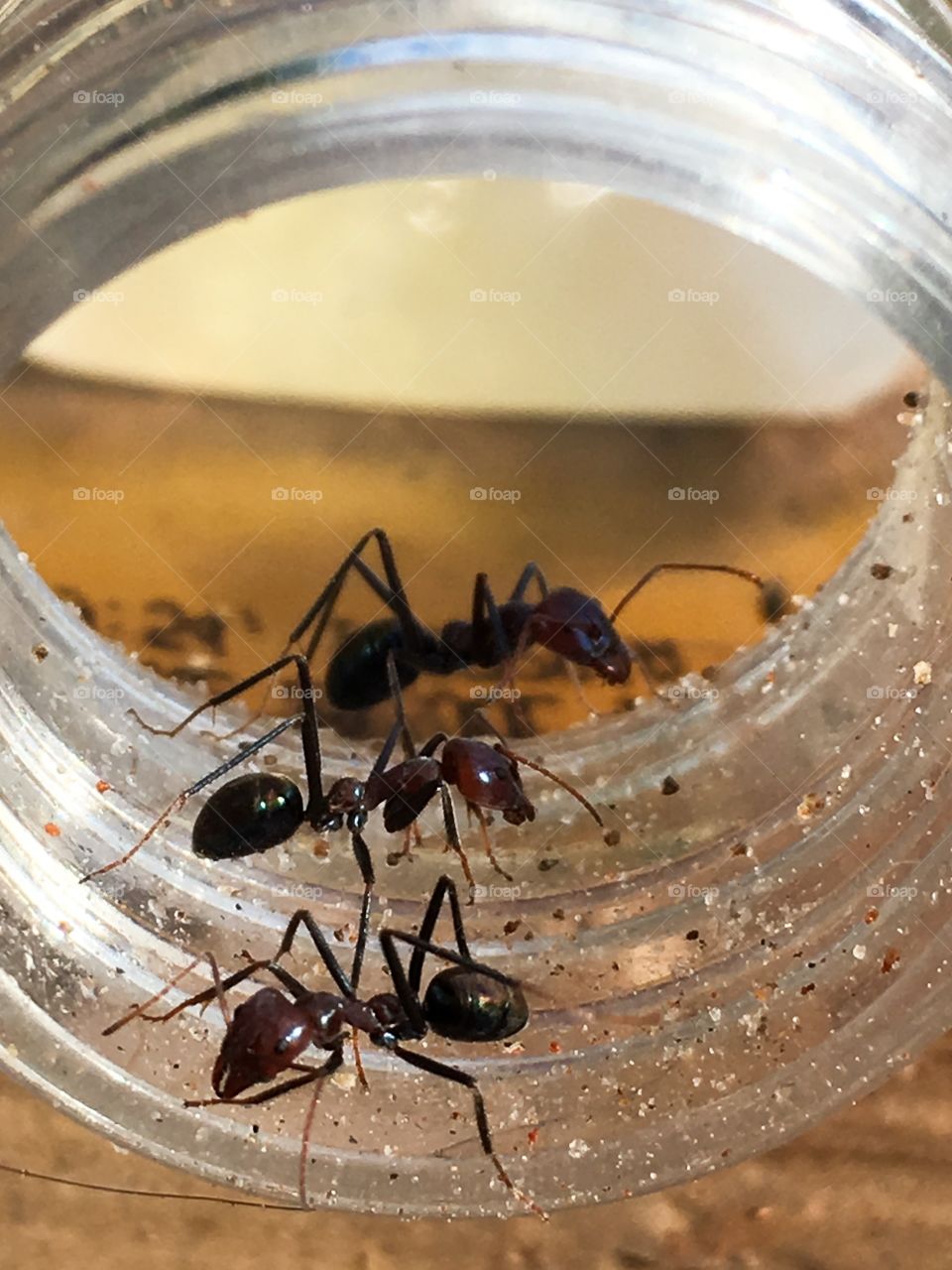 Three colorful worker ants on rim of glass jar