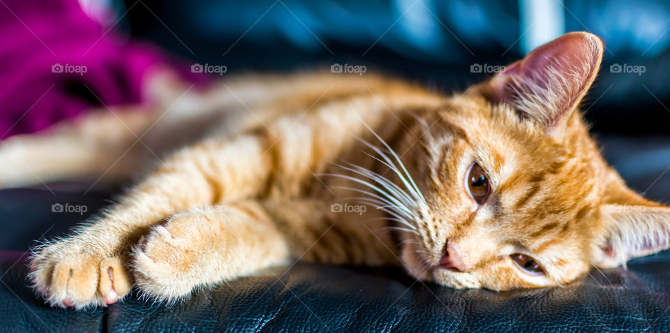sleepy cat. catnap on the sofa on a snoozy afternoon