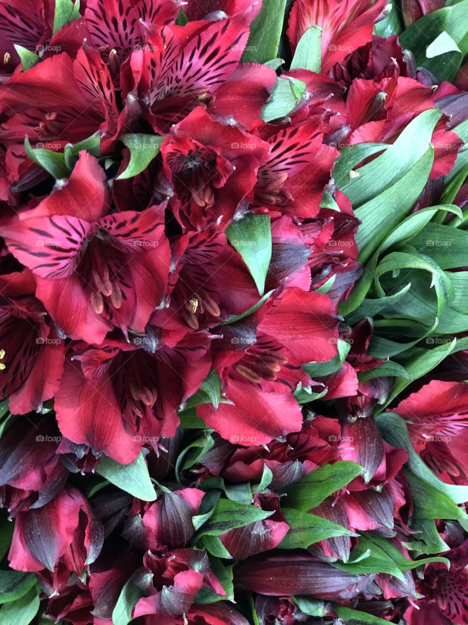 Deep red Azaleas