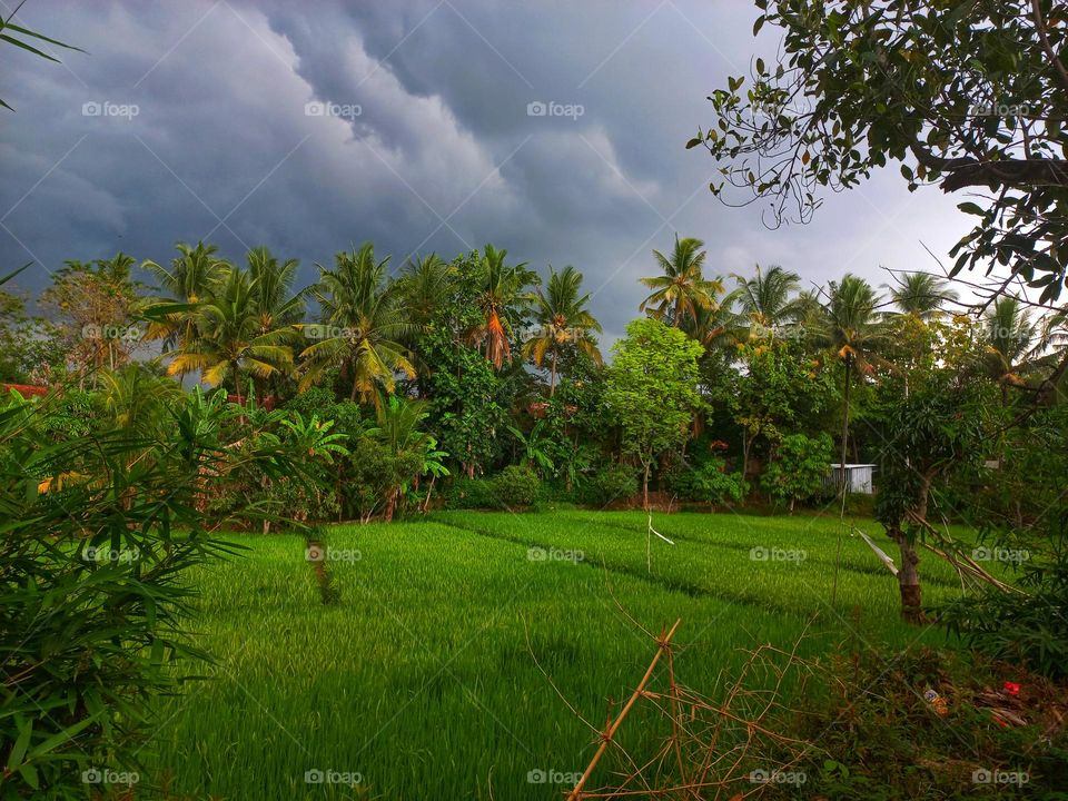 The view of the rice fields in the afternoon when it is cloudy
