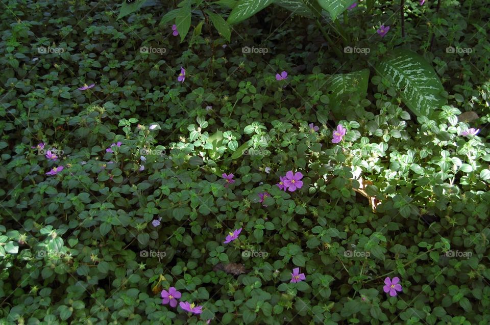 Garden of purple flowers 