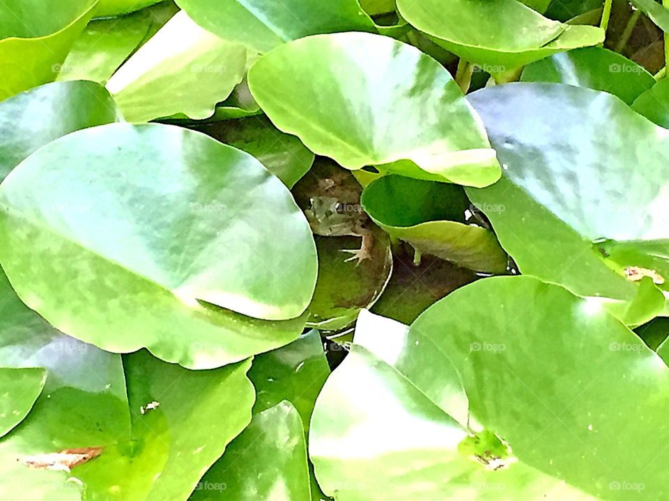Found in the Lily Pads