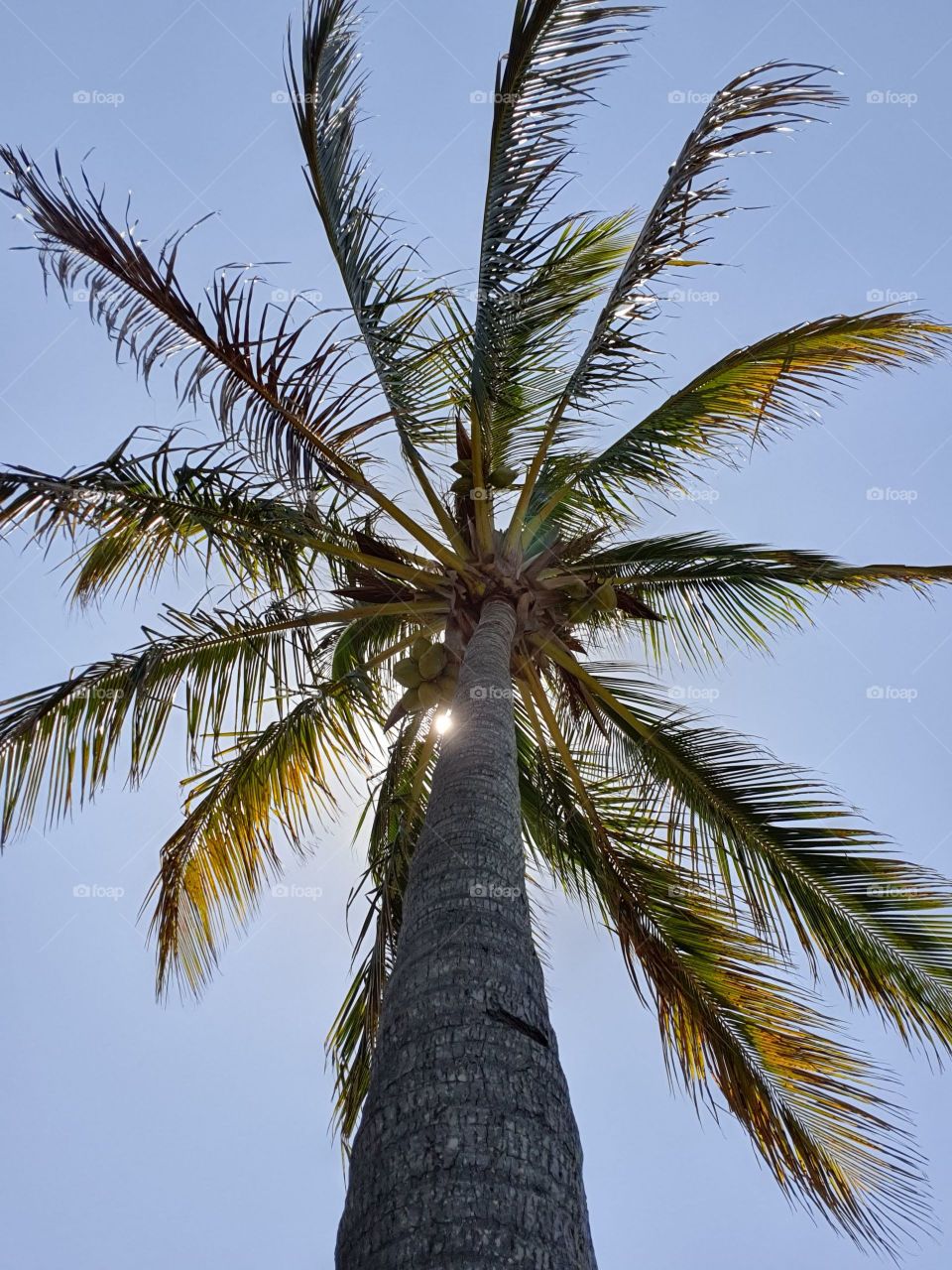 Palm into sky