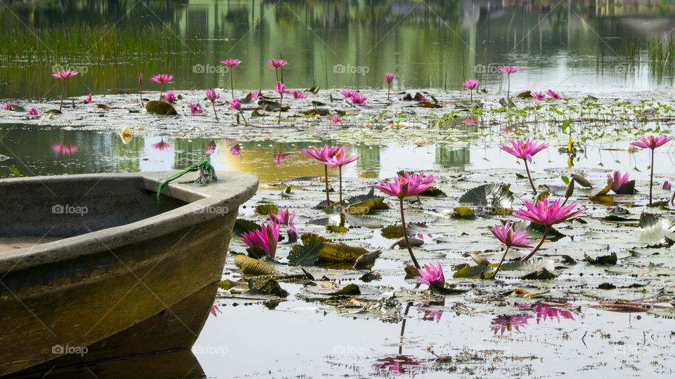 Wildlife of waterlily