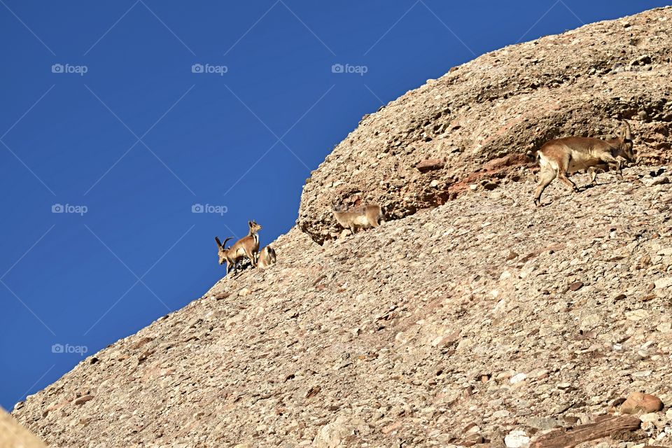 Mountain goats of Montserrat 