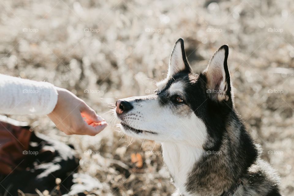 Husky