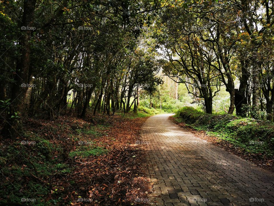 Beautiful way in nilgiri forest