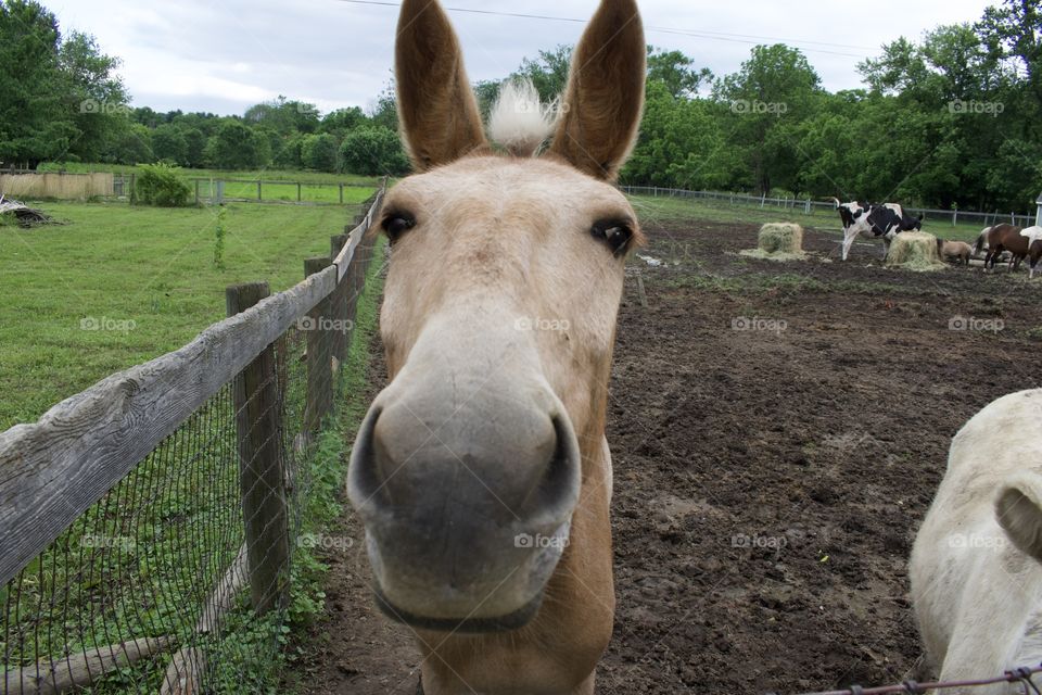 Nosey Donkey 