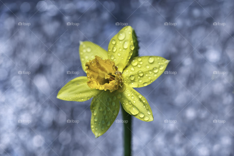A wet lily