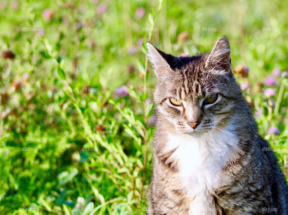 Summer Pets - grey tabby closeup in a meadow on a sunny summer's day 