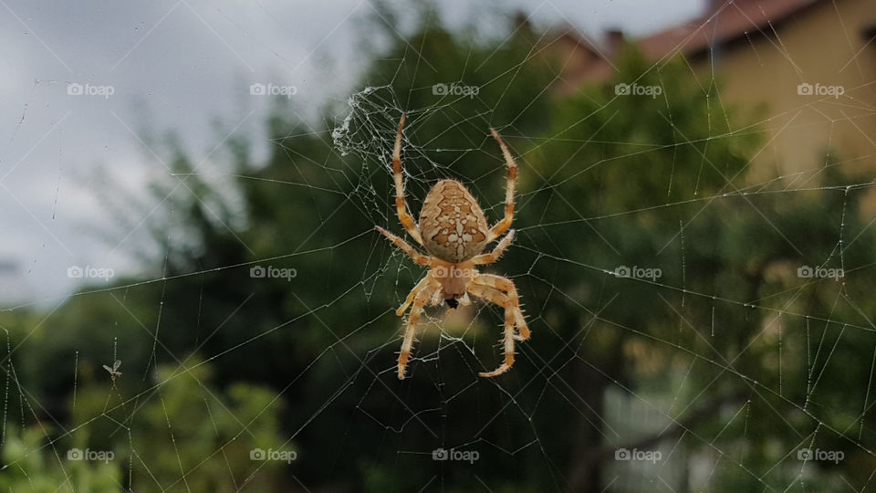 Cross spider climbing the web - spindeln i nätet