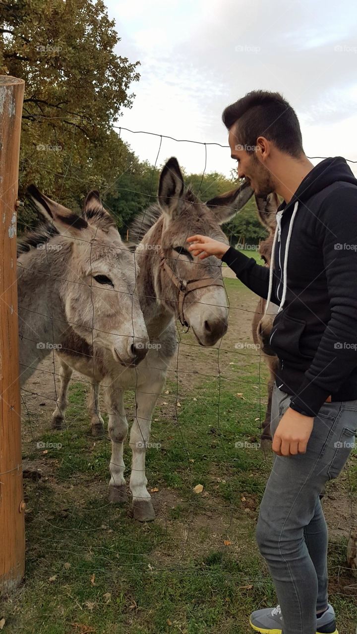 donkeys