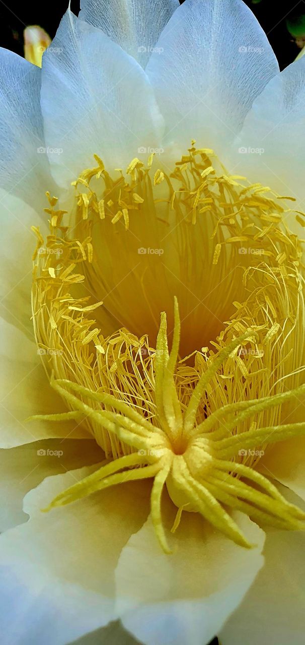 yellow Flower- queen of the night- cactus plant